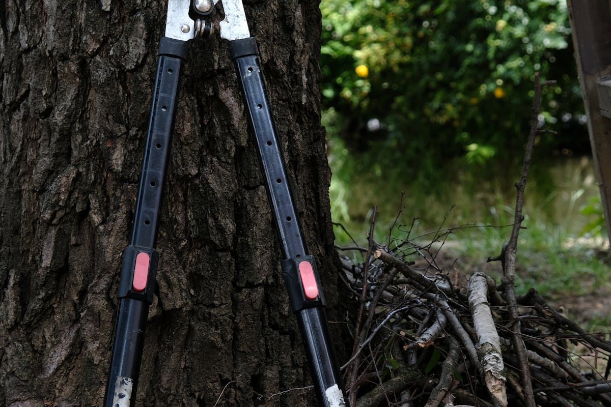 Élagage d'arbres professionnel à Nice